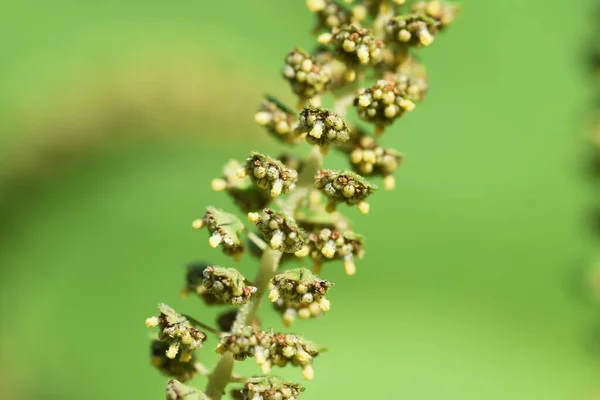 Ragweed Asteraceae Einjähriges Gras Eine Pflanze Die Heuschnupfen Verursacht — Stockfoto