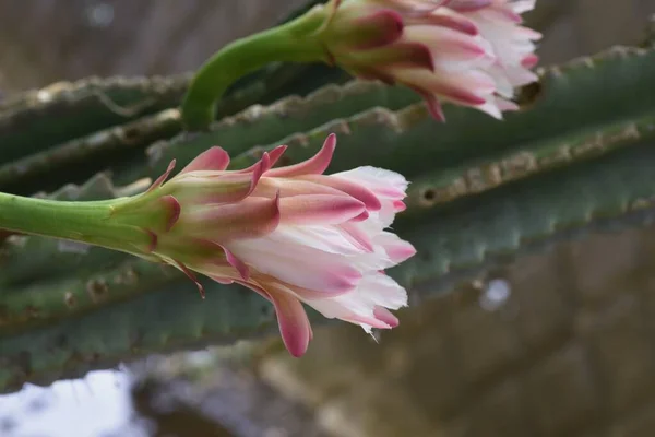 Fleurs Cactus Pomme Péruvien Creus Peruvianus Cactaceae Plante Succulente — Photo