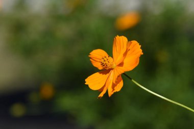 Altın Kozmos (Kozmos sülfür) ve bir kelebek