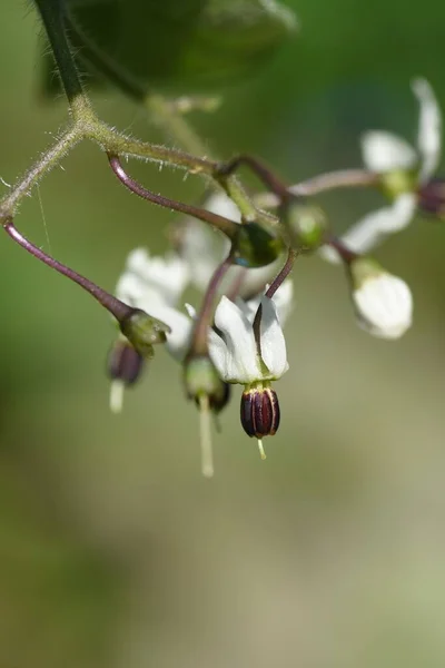 Solanum Lyratum Flowers Berries Solanaceae Perennial Medicinal Plant — Stock Photo, Image