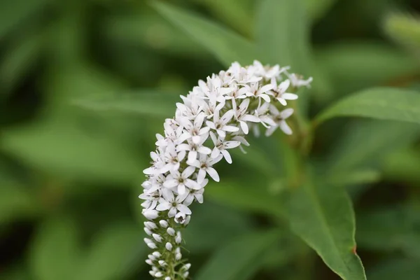 Schwanenhals Ist Eine Mehrjährige Primulaceae Pflanze Mit Weißen Blüten Die — Stockfoto