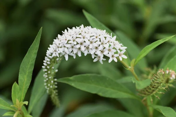 Schwanenhals Ist Eine Mehrjährige Primulaceae Pflanze Mit Weißen Blüten Die — Stockfoto