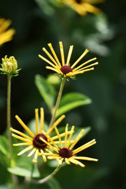 Rudbeckia 'Henry Eilers' / Rudbeckia, Asteraceae 'nin bir çiçeğidir..