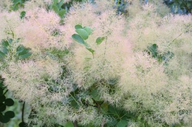 Duman ağacı Anacardiaceae yaprak döken ağacıdır. Çiçek açtıktan sonra dumana dönüşür..