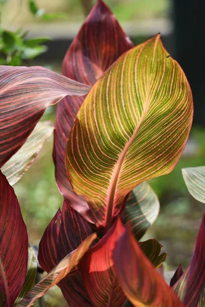 Canna 아메리카에 자생하는 식물이다 — 스톡 사진