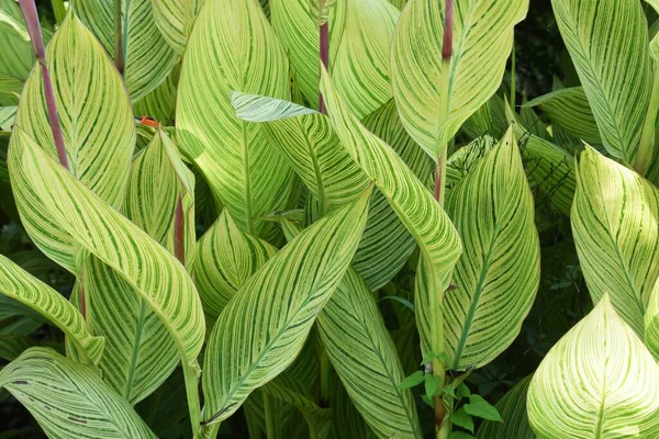 Canna is a Cannaceae bulb plant native to tropical America.