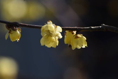 Wintersweet (Japon baharatı) çiçekleri / Calycanthaceae yapraklı ağacı.