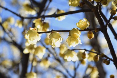 Wintersweet (Japon baharatı) çiçekleri / Calycanthaceae yapraklı ağacı.