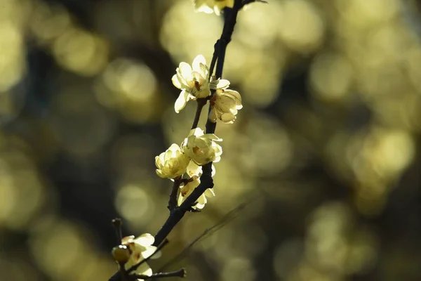 Άνθη Αγριοτριανταφυλλιάς Ιαπωνικά Μπαχάρι Φυλλοβόλο Δέντρο Calycanthaceae — Φωτογραφία Αρχείου