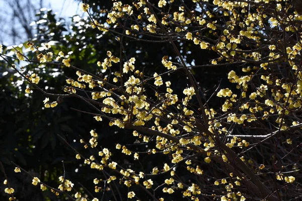 Wintersweet Japanese Allspice Calycanthaceae Decidlated Tree — 스톡 사진