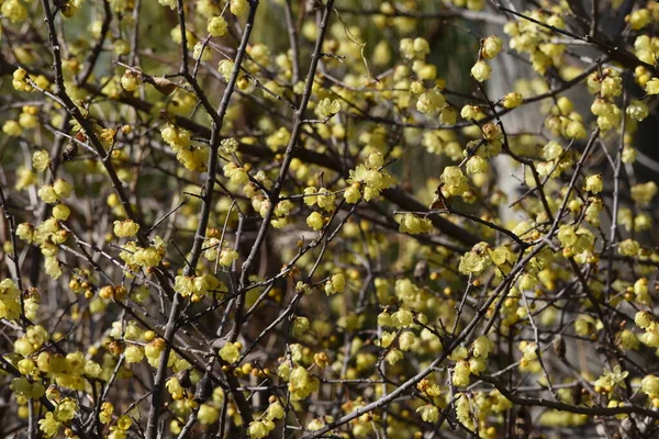 Wintersweet Especiarias Japonesas Flores Calycanthaceae Árvore Caduca — Fotografia de Stock