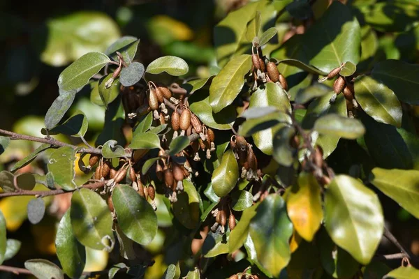 Jagody Elaeagnus Pungens Thorny Elaeagnus Krzew Elastomerowy Wiecznie Zielony Elaeagnaceae — Zdjęcie stockowe