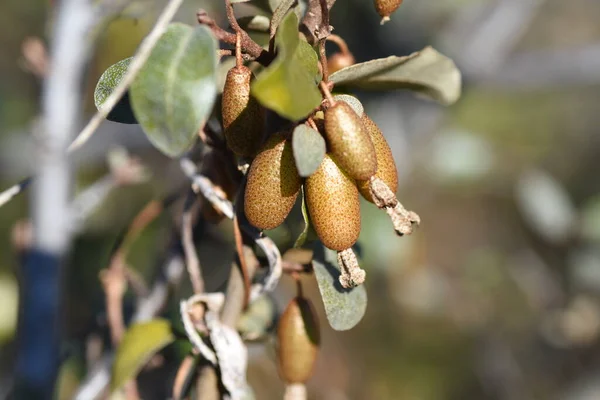 Baies Elaeagnus Pungens Thorny Elaeagnus Elaeagnaceae Arbuste Feuilles Persistantes — Photo