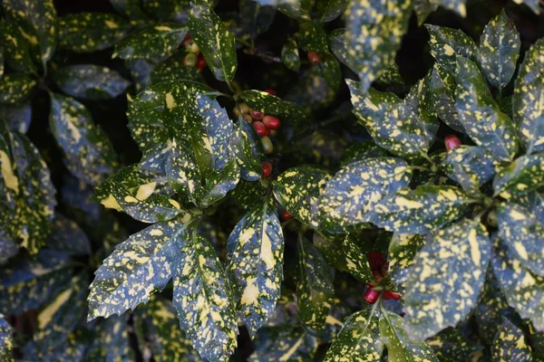 Плюс Японського Лаврового Листя Фруктів Aucubaceae Evergreen Chrub — стокове фото