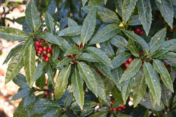 Hojas Laurel Japonés Manchado Frutas Aucubaceae Arbusto Siempreverde — Foto de Stock