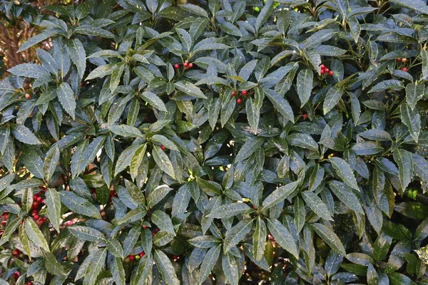 Gevlekte Japanse Laurierbladeren Vruchten Aucubaceae Groenblijvende Struik — Stockfoto