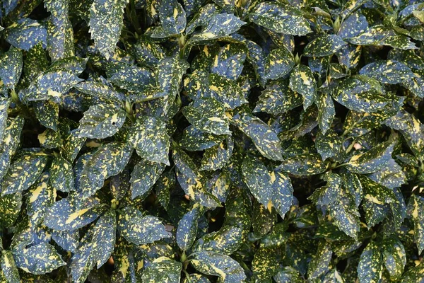 Плюс Японського Лаврового Листя Фруктів Aucubaceae Evergreen Chrub — стокове фото