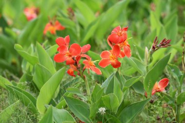 Can Nilüfer, uzun ömürlü bir Cannaceae bitkisidir..
