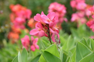 Can Nilüfer, uzun ömürlü bir Cannaceae bitkisidir..