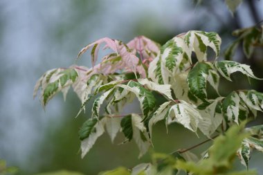 Boxelder akçaağaç (