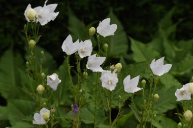 Yazın Beyaz Balon Çiçeği (Çin çan çiçeği))