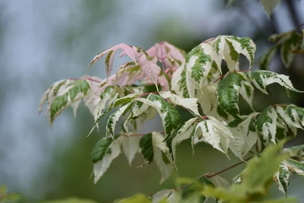 Boxelder Maple Acer Negundo Листяне Дерево Aceraceae Росте Північній Америці — стокове фото