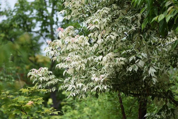 Érable Boxeur Acer Negundo Est Arbre Feuilles Caduques Aceraceae Originaire — Photo