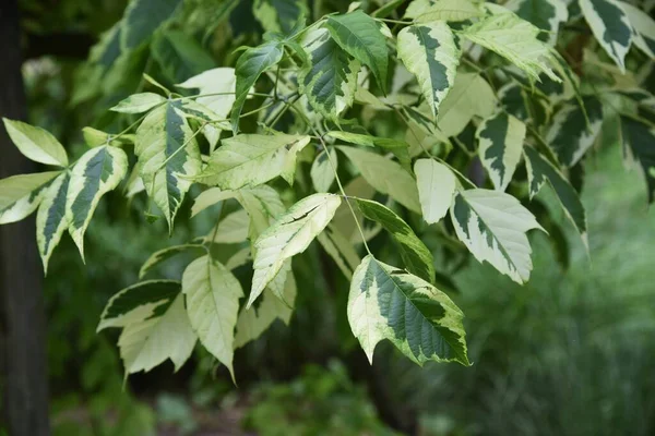 Boxelder Maple Acer Negundo Aceraceae Deciduous Tree Native North America — Stock Photo, Image