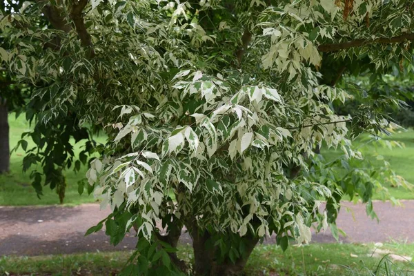 Buchsbaumahorn Acer Negundo Ist Ein Aus Nordamerika Stammender Aceraceae Laubbaum — Stockfoto