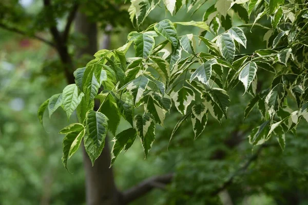 Boxelder Maple Acer Negundo Листяне Дерево Aceraceae Росте Північній Америці — стокове фото