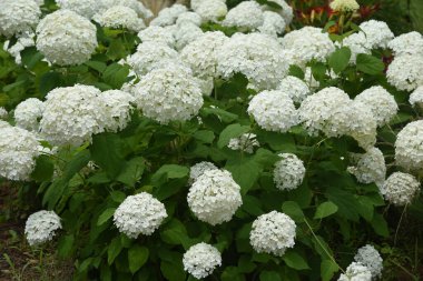 Annabelle hydrangea (Yumuşak ortanca), Amerika Birleşik Devletleri 'ne özgü bir ortanca yaprak döken çalıdır ve beyaz çiçekleri yağmur mevsiminin bir özelliğidir..