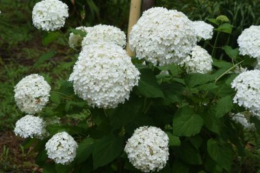 Annabelle hydrangea (Yumuşak ortanca), Amerika Birleşik Devletleri 'ne özgü bir ortanca yaprak döken çalıdır ve beyaz çiçekleri yağmur mevsiminin bir özelliğidir..