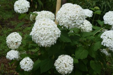 Annabelle hydrangea (Smooth hydrangea) is a Hydrangeaceae deciduous shrub that is native to the United States and its white flowers are a feature of the rainy season. clipart