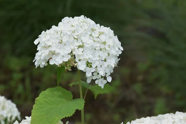 Annabelle Hydrangea Smooth Hydrangea Arbusto Caducifolio Hydrangeaceae Nativo Los Estados —  Fotos de Stock