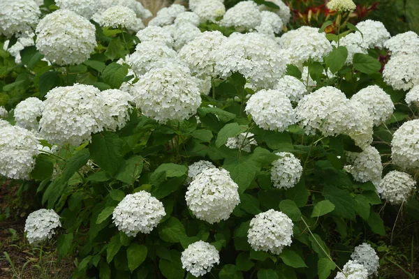 Annabelle hydrangea (Yumuşak ortanca), Amerika Birleşik Devletleri 'ne özgü bir ortanca yaprak döken çalıdır ve beyaz çiçekleri yağmur mevsiminin bir özelliğidir..