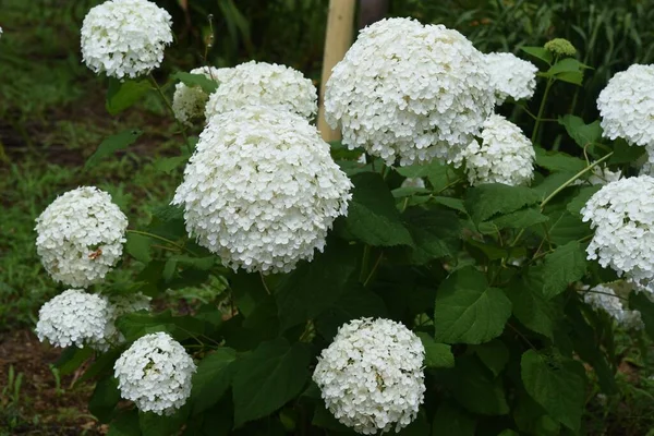 Annabelle hydrangea (Yumuşak ortanca), Amerika Birleşik Devletleri 'ne özgü bir ortanca yaprak döken çalıdır ve beyaz çiçekleri yağmur mevsiminin bir özelliğidir..