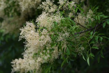 Fraxinus Griffithii, Mayıs-Haziran ayları arasında birçok küçük beyaz çiçek üreten bir Oleaceae ebediyete kadar yeşil ağaçtır..