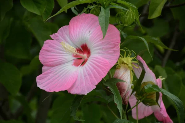 Taitanbicus Είναι Ένα Πολυετές Φυτό Της Malvaceae Μεγάλα Όμορφα Λουλούδια — Φωτογραφία Αρχείου