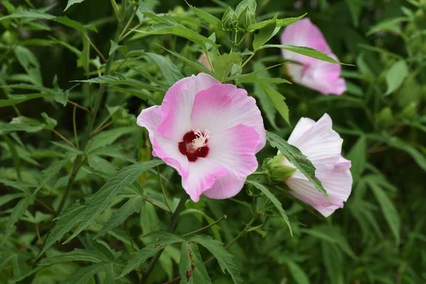 Taitanbicus Είναι Ένα Πολυετές Φυτό Της Malvaceae Μεγάλα Όμορφα Λουλούδια — Φωτογραφία Αρχείου