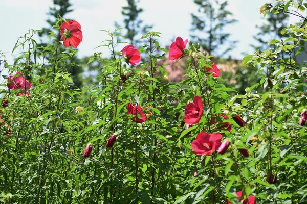 Taitanbicus Malvaceae Perenn Växt Med Stora Vackra Blommor Som Blommar — Stockfoto