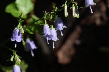 Japon bayan çanı (Adenophora triphylla) / Campanulaceae bitkisi