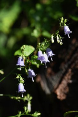 Japon bayan çanı (Adenophora triphylla) / Campanulaceae bitkisi