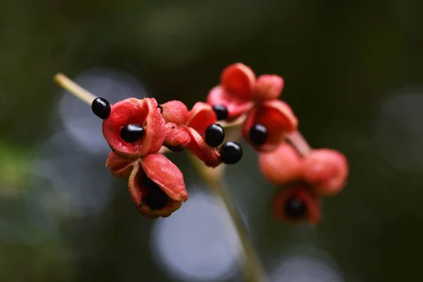 Euscaphis Japonica Seeds Autumn Staphyleaceae Deciduous Tree — Stock Photo, Image