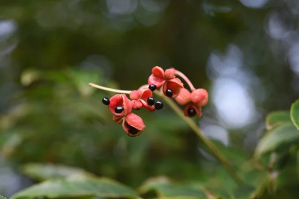 Sonbaharda Euscaphis Japonica Tohumları Staphyleaceae Yapraklı Ağaç — Stok fotoğraf