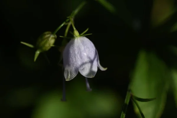 Japanese Lady Bell Adenophora Triphylla Campanulaceae Plant — Stock Photo, Image