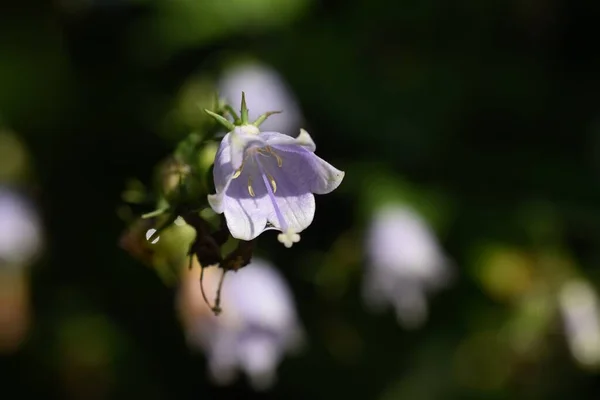 Campanilla Japonesa Adenophora Triphylla Campanulaceae Planta — Foto de Stock