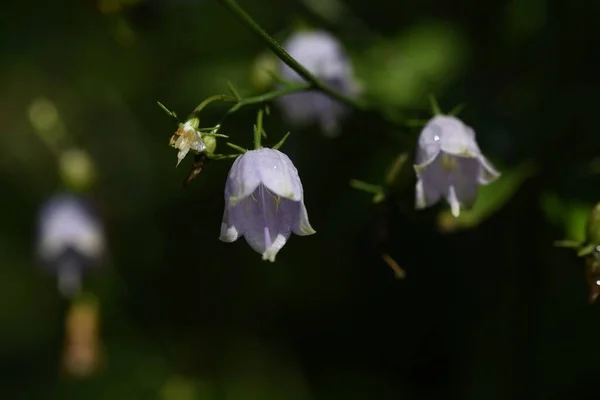 Japanese Lady Bell Adenophora Triphylla Campanulaceae Plant — Stock Photo, Image