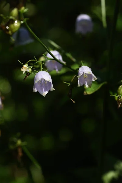 Японський Жіночий Дзвін Adenophora Triphylla Campanulaceae Рослина — стокове фото