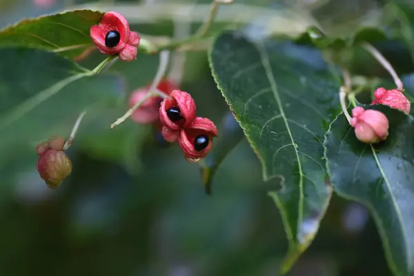 Euscaphis Japonica Seeds Staphyleaceae Deciduous Tree — Stock Photo, Image