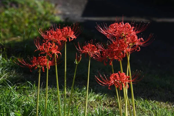 Rote Spinnenlilie Amaryllidaceae Ausdauernde Giftige Knollenpflanze — Stockfoto